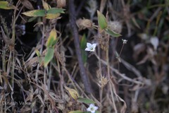 Oldenlandia stocksii